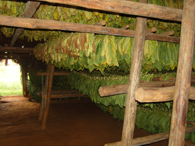 Casa de Tabaco