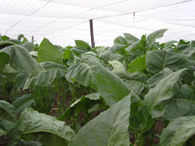 Robaina Plantage